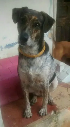 Cachorro ra a Srd idade 4 anos nome Esmeralda