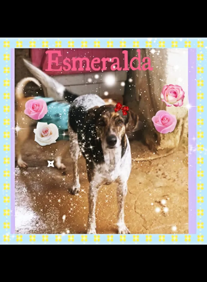 Cachorro ra a Srd idade 4 anos nome Esmeralda