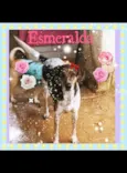 Esmeralda