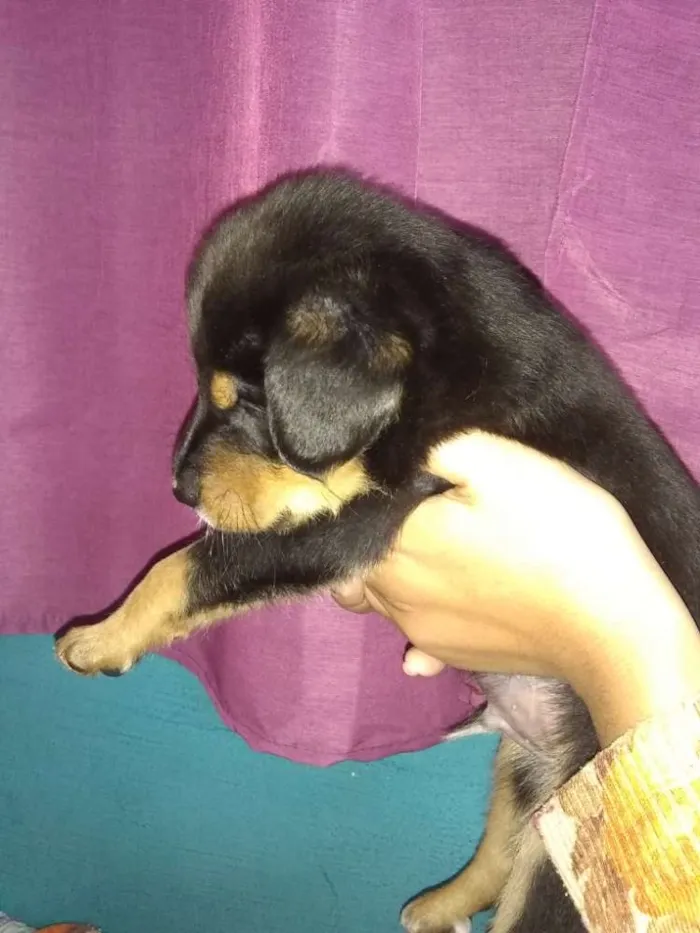 Cachorro ra a Rowtivalle idade Abaixo de 2 meses nome Bolinha