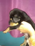 Bolinha