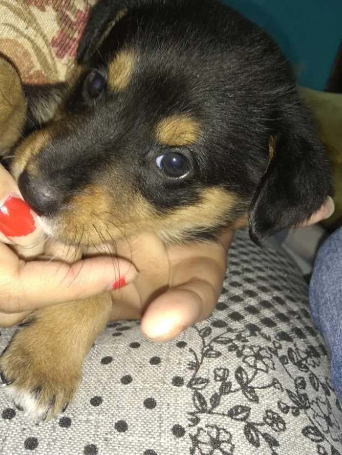 Cachorro ra a Rowtivalle idade Abaixo de 2 meses nome Bolinha