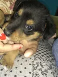 Bolinha