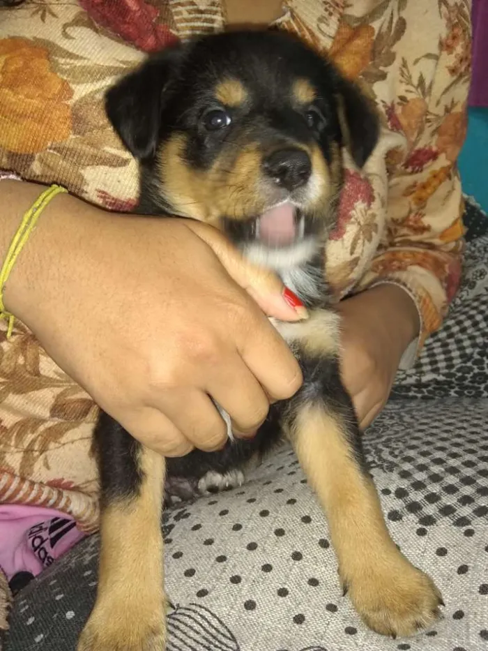Cachorro ra a Rowtivalle idade Abaixo de 2 meses nome Bolinha