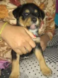 Bolinha