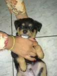 Bolinha