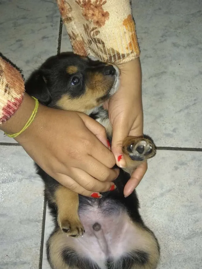 Cachorro ra a Rowtivalle idade Abaixo de 2 meses nome Bolinha