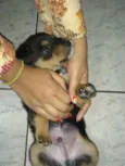 Bolinha