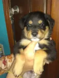 Bolinha