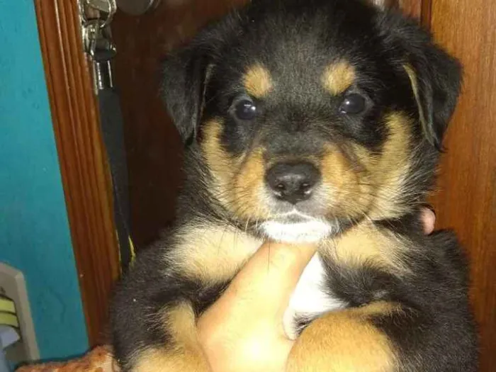 Cachorro ra a Rowtivalle idade Abaixo de 2 meses nome Bolinha