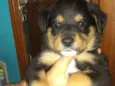 Bolinha