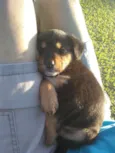 Bolinha