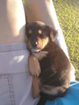 Bolinha