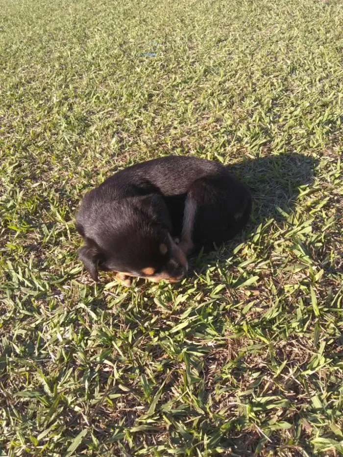 Cachorro ra a Rowtivalle idade Abaixo de 2 meses nome Bolinha