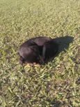 Bolinha