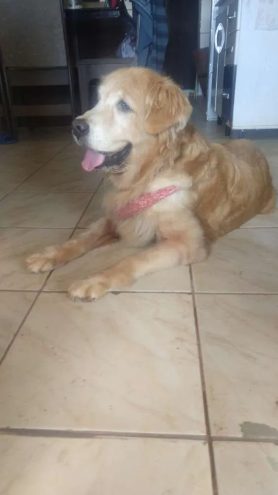 Cachorro ra a Golden retriever  idade 6 ou mais anos nome Brenda