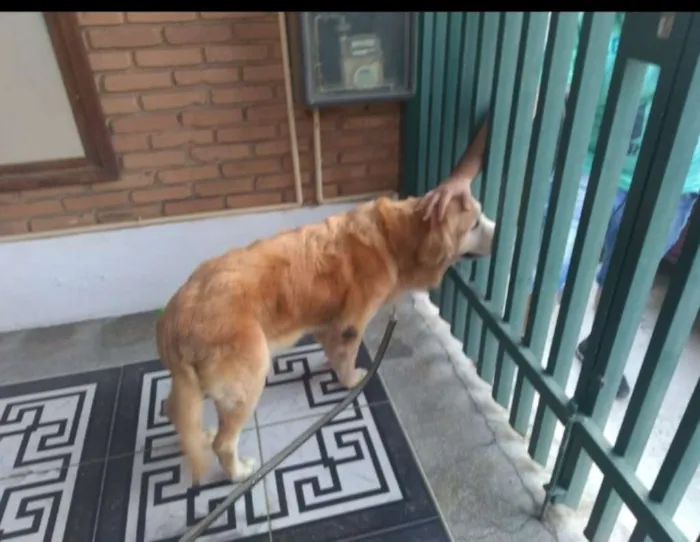 Cachorro ra a Golden retriever  idade 6 ou mais anos nome Brenda