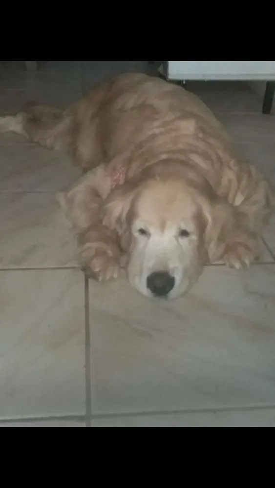 Cachorro ra a Golden retriever  idade 6 ou mais anos nome Brenda