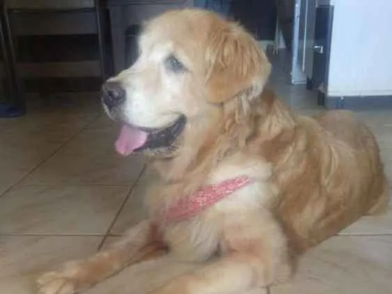 Cachorro ra a Golden retriever  idade 6 ou mais anos nome Brenda