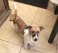 Apólo 