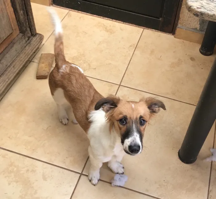 Cachorro ra a Sem raça definida  idade 7 a 11 meses nome Apólo 