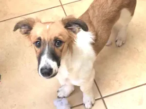 Cachorro raça Sem raça definida  idade 7 a 11 meses nome Apólo 