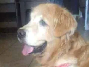 Cachorro raça Golden retriever  idade 6 ou mais anos nome Brenda