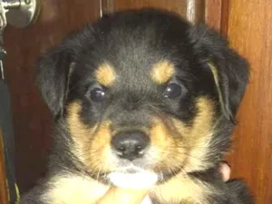 Cachorro raça Rowtivalle idade Abaixo de 2 meses nome Bolinha