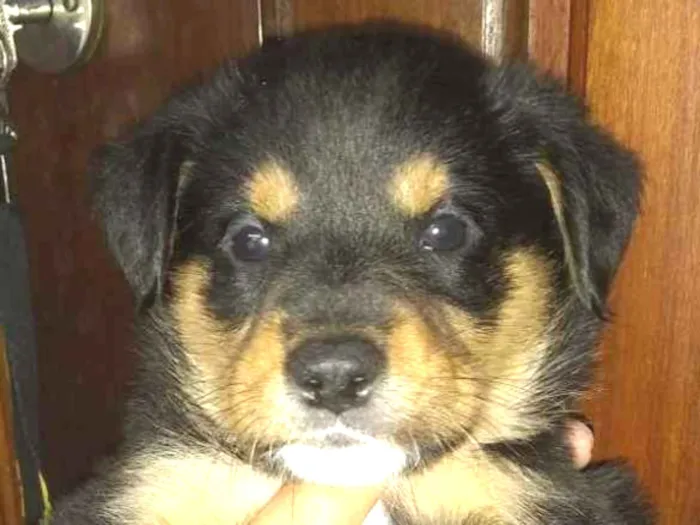 Cachorro ra a Rowtivalle idade Abaixo de 2 meses nome Bolinha