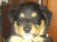 Bolinha