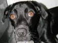 Zorro