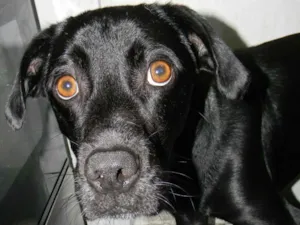 Cachorro raça Srd idade 2 anos nome Zorro