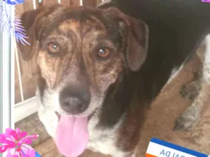 Cachorro raça Srd idade 4 anos nome Esmeralda