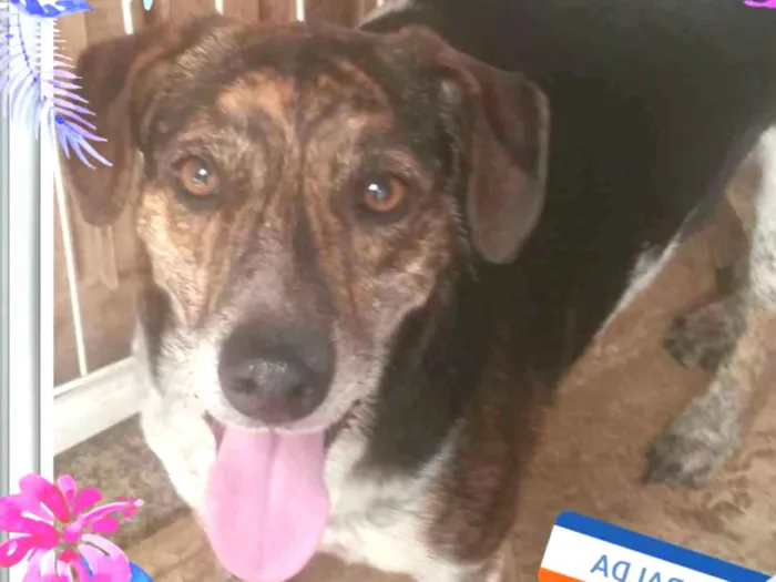 Cachorro ra a Srd idade 4 anos nome Esmeralda