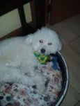 Pipoca