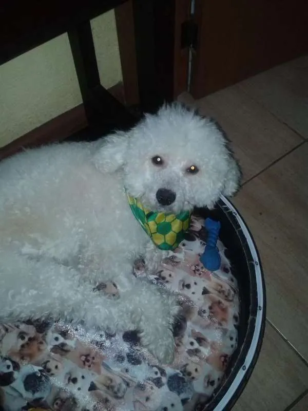 Cachorro ra a Poodle idade 2 anos nome Pipoca