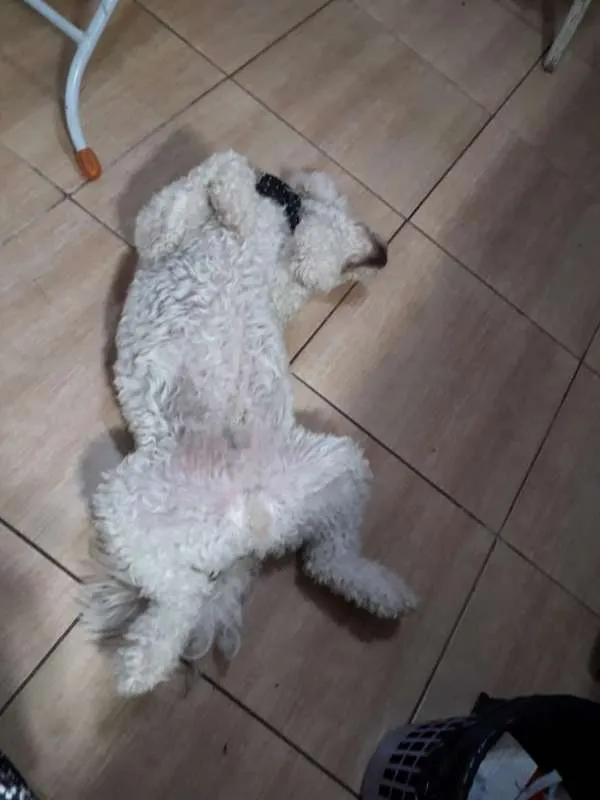 Cachorro ra a Poodle idade 2 anos nome Pipoca