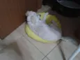 Pipoca
