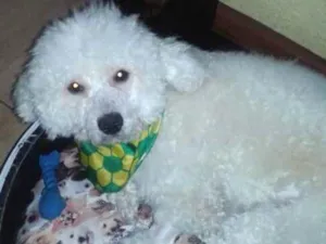 Cachorro raça Poodle idade 2 anos nome Pipoca