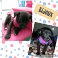 bijoux
