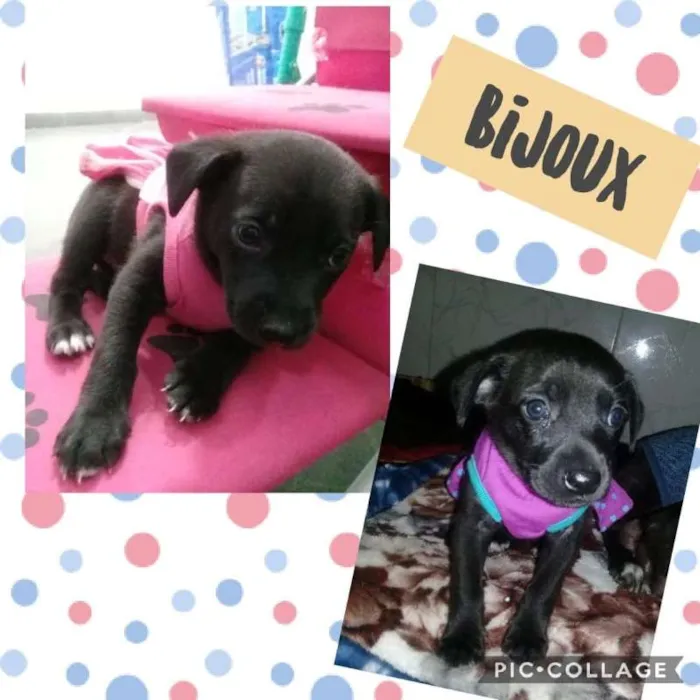 Cachorro ra a srd idade Abaixo de 2 meses nome bijoux