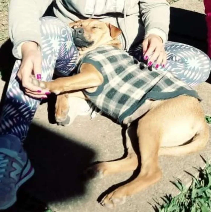 Cachorro ra a srd idade 1 ano nome Aramis