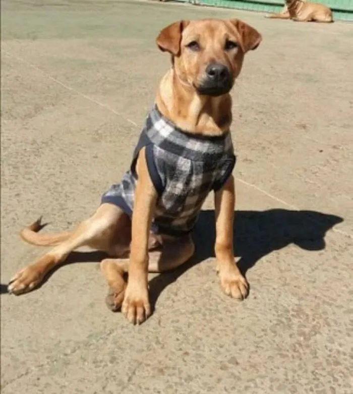 Cachorro ra a srd idade 1 ano nome Aramis