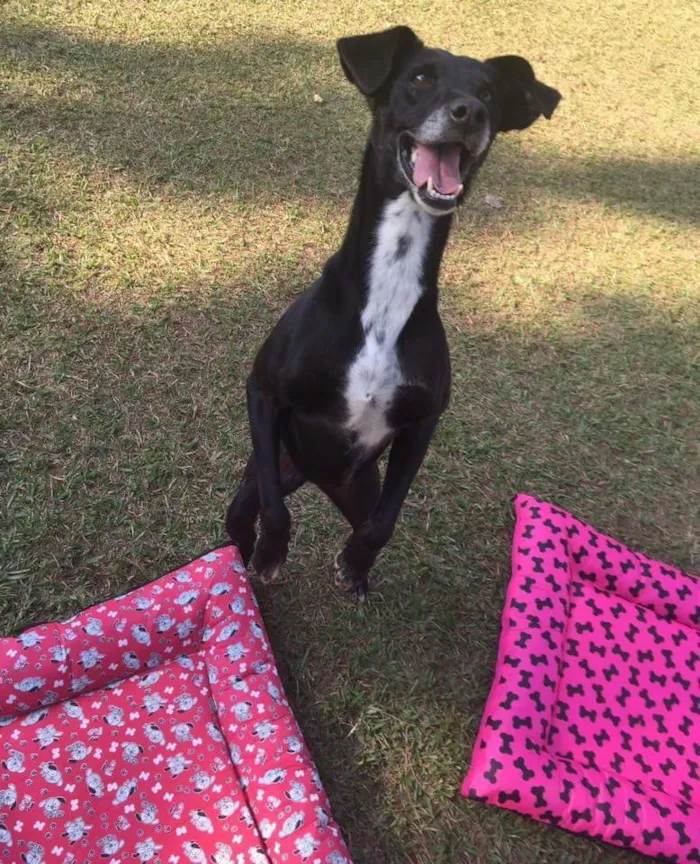 Cachorro ra a SRD idade 6 ou mais anos nome Milly