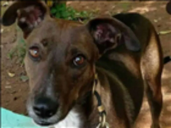 Cachorro ra a SRD idade 2 anos nome Cacau