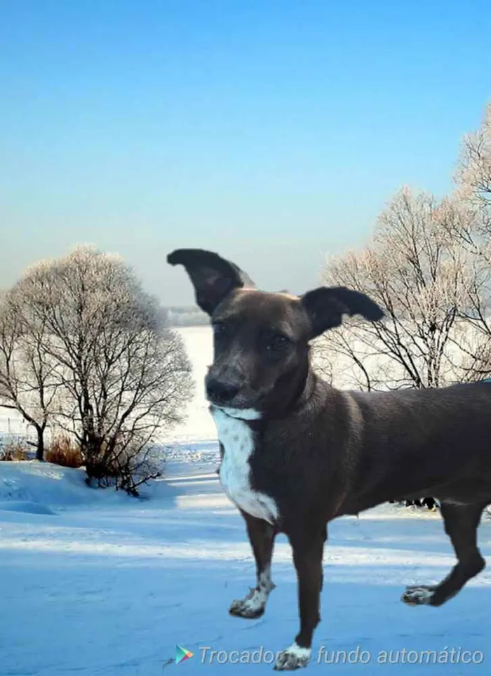 Cachorro ra a SRD idade 2 anos nome Cacau