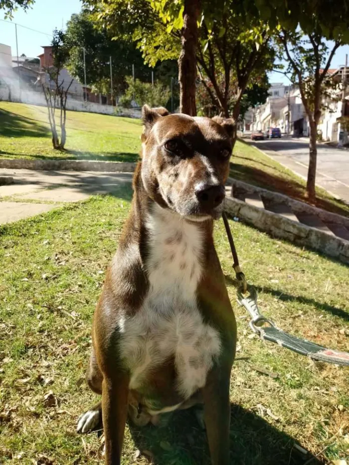 Cachorro ra a SRD idade 2 anos nome Cacau