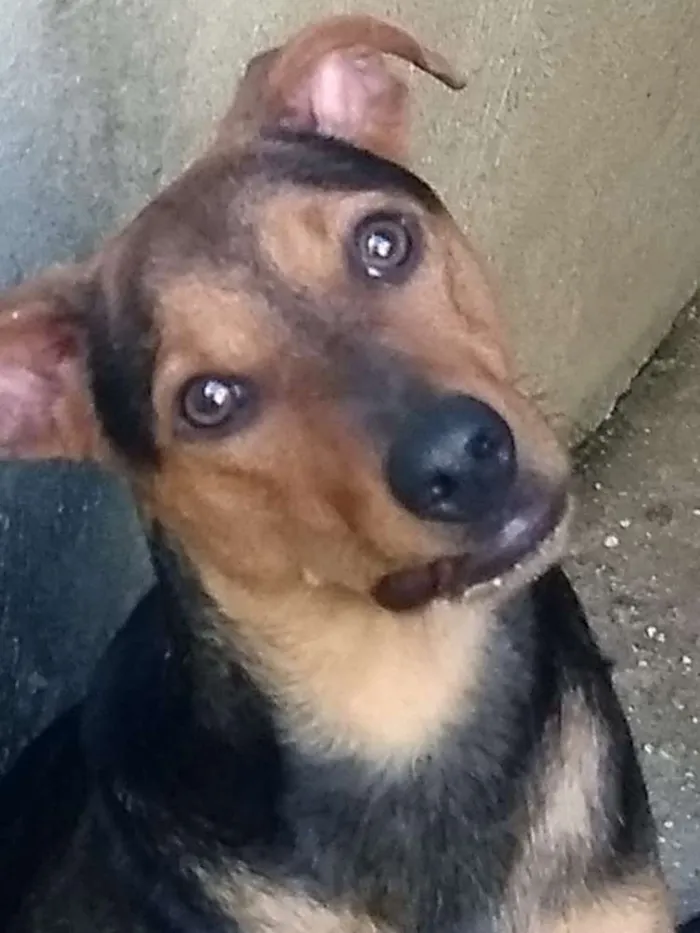 Cachorro ra a Srd idade 1 ano nome Vegaa