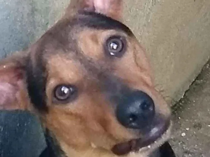 Cachorro ra a Srd idade 1 ano nome Vegaa