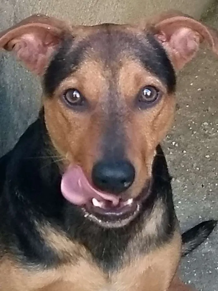Cachorro ra a Srd idade 1 ano nome Vegaa